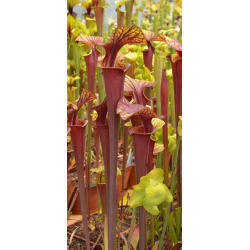 Sarracenia flava var. rubricorpora -- apalachicola FL-var. rubricorpora