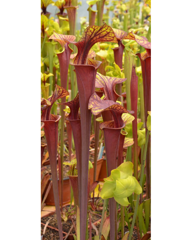 Sarracenia flava var. rubricorpora -- apalachicola FL-var. rubricorpora
