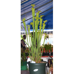 S. flava var. flava, giant form-var. flava