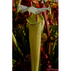 S. x moorei x minor-Sarracenia hybrides