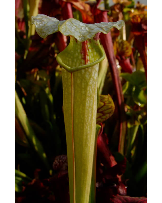 S. x moorei x minor-Sarracenia hybrides