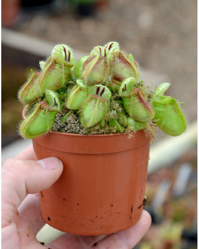 Cephalotus follicularis