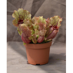 Sarracenia purpurea subsp. venosa-Sarracenia purpurea