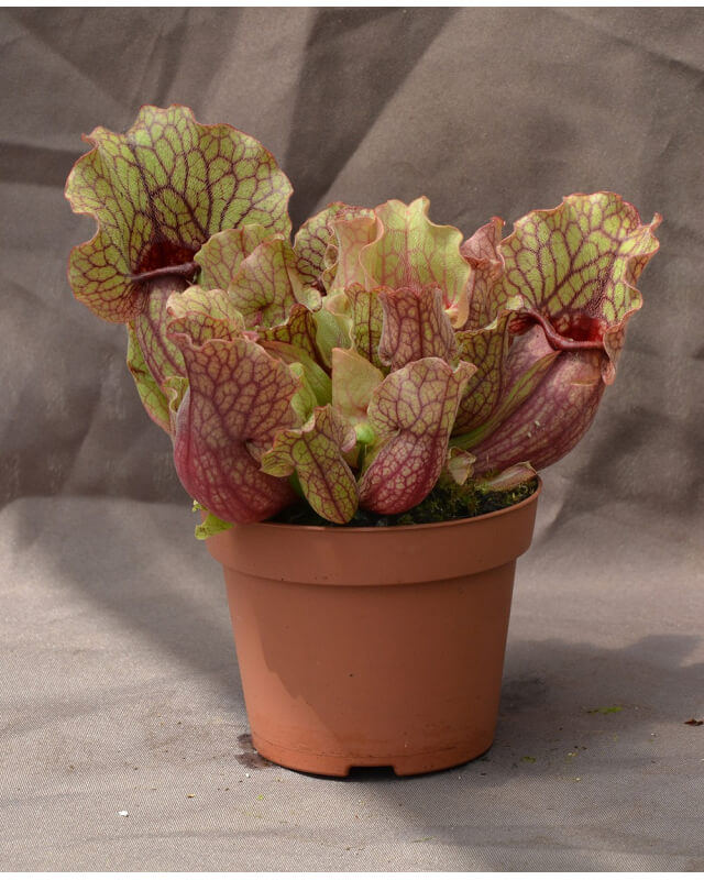 Sarracenia purpurea subsp. venosa-Sarracenia purpurea