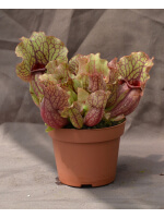 Sarracenia purpurea subsp. venosa