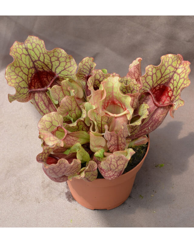 Sarracenia purpurea subsp. venosa