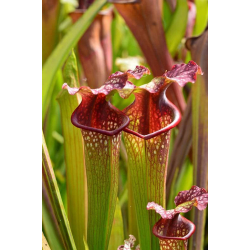 S.x Moorei -- Bud Wilkerson Bog, Floride-Sarracenia x Moorei