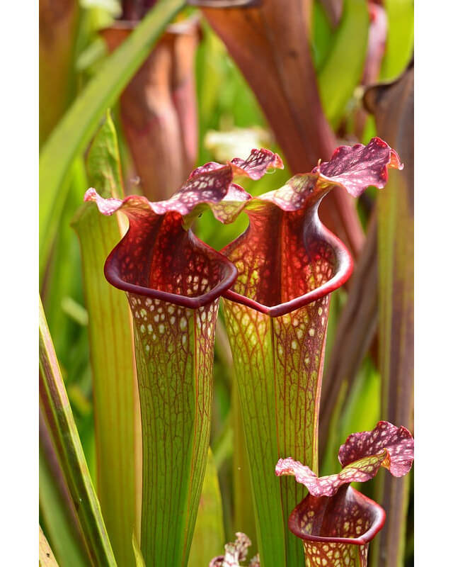 S.x Moorei -- Bud Wilkerson Bog, Floride-Sarracenia x Moorei