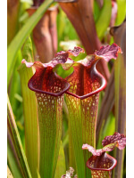 S.x Moorei -- Bud Wilkerson Bog, Floride