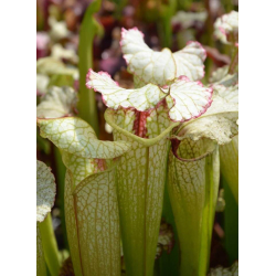 S. x oreophila x (alata x leucophylla) Orange flower-Sarracenia hybrides