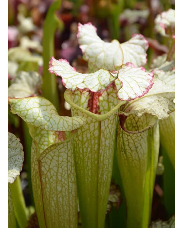Sarracenia (S.alata x S.leucophylla -- Red & Gold) x S.x moorei -- 'Leah Wilkerson'-Sarracenia hybrides