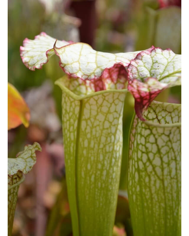 S. (S.alata x S.leucophylla -- Red & Gold) x S.x moorei -- 'Leah Wilkerson'