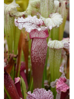 S. "Pink Thing"