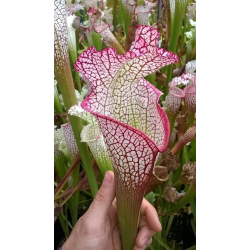 Sarracenia leucophylla 'Bocaza' Ian Salter, 2006, (L87,MK)-Sarracenia leucophylla