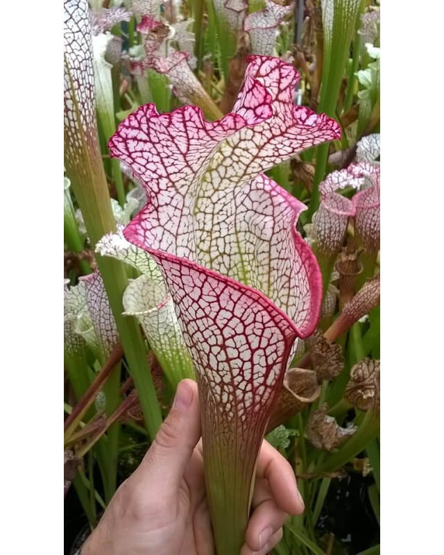 Sarracenia leucophylla 'Bocaza' Ian Salter, 2006, (L87,MK)-Sarracenia leucophylla
