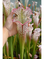 S. leucophylla -- Red & white, large form. Ian Salter, 2006, (L87,MK)