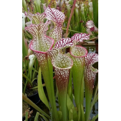 S. leucophylla -- 'Black Sheer' DG-Sarracenia leucophylla