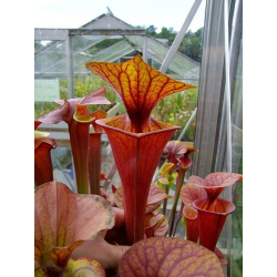 Sarracenia flava var. atropurpurea -- all red-var.atropupurea