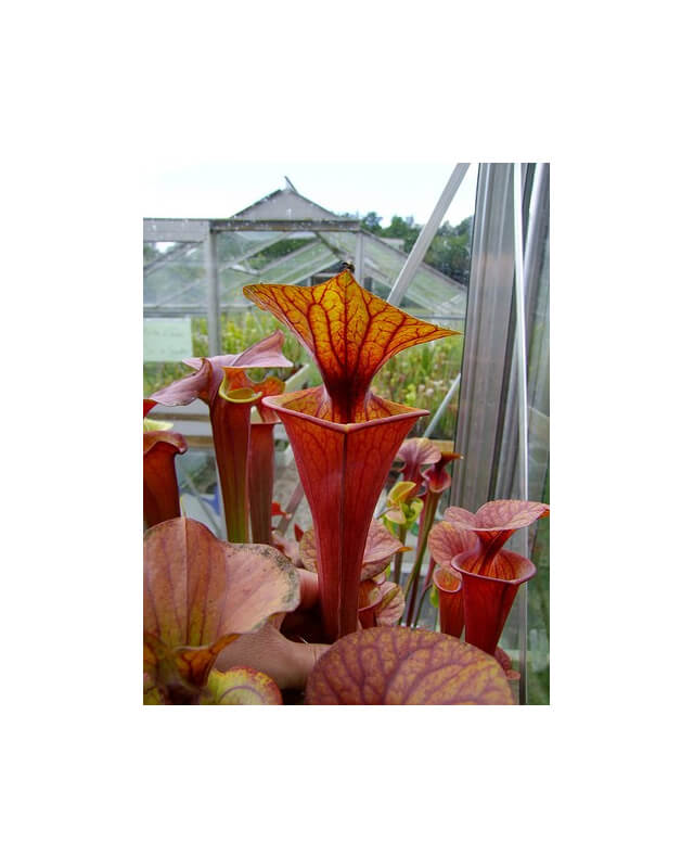 Sarracenia flava var. atropurpurea -- all red-var.atropupurea