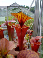 S. flava var. atropurpurea -- all red