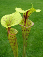 S. flava var. ornata -- Allanton, Bay Co., Fla. ,(WS) F164A 