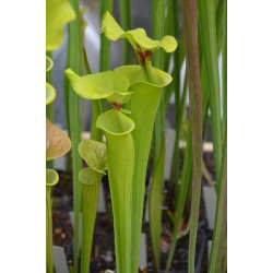 Sarracenia flava var. rugelii -- Plant bought from Marston Exotics in 1992 (F128 MK)-var. rugelii
