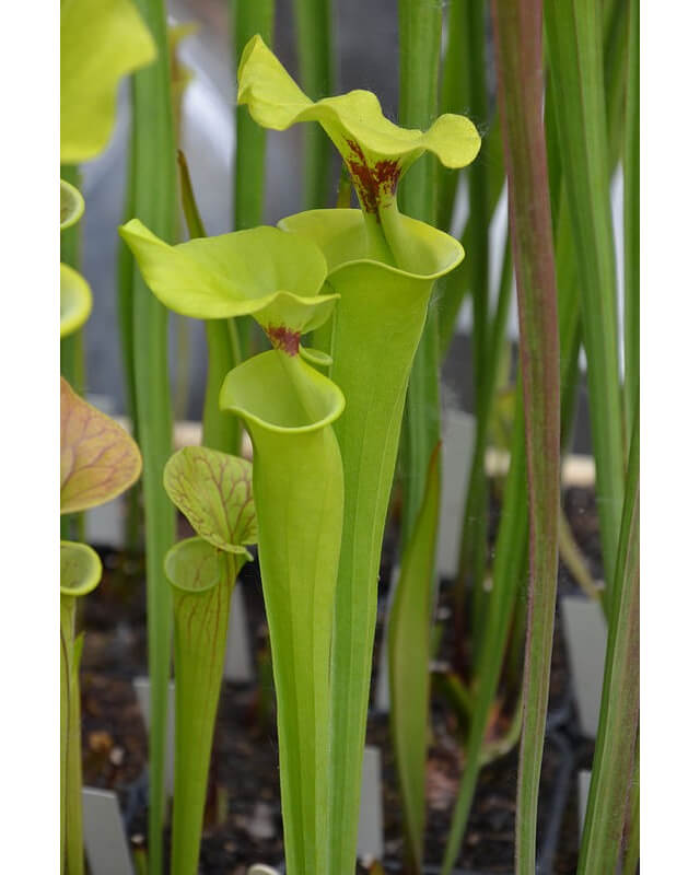 Sarracenia flava var. rugelii -- Plant bought from Marston Exotics in 1992 (F128 MK)-var. rugelii