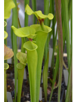 S. flava var. rugelii -- var. rugelii.. Plant bought from Marston Exotics in 1992 (F128 MK)
