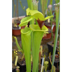 Sarracenia flava var. rugelii -- Telogia, Fla. ,(WS) ( F140B MK)-var. rugelii