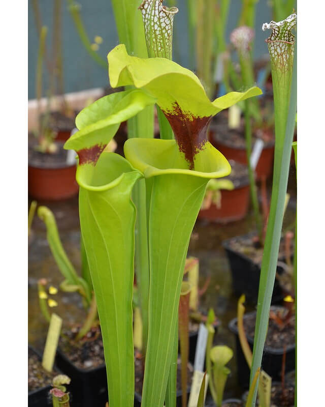 Sarracenia flava var. rugelii-var. rugelii