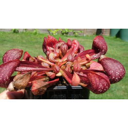 Sarracenia psittacina-Sarracenia psittacina
