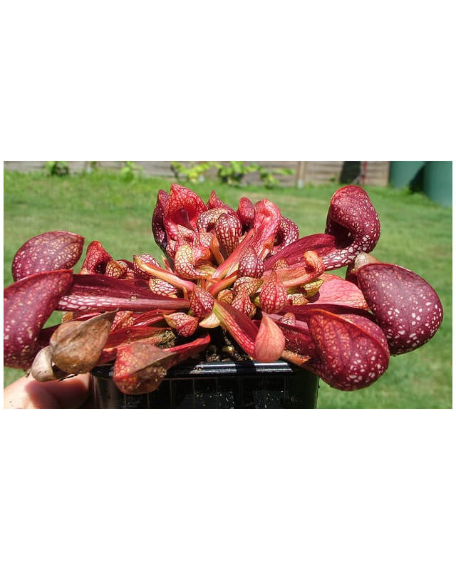 Sarracenia psittacina-Sarracenia psittacina