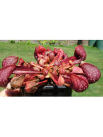 Sarracenia psittacina