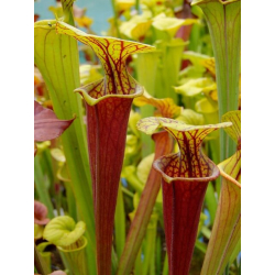 Sarracenia flava var. rubricorpora -- 'Claret'. Plant obtained directly from Marston Exotics by Ray Cole in 1987, (F25B)-var. rubricorpora