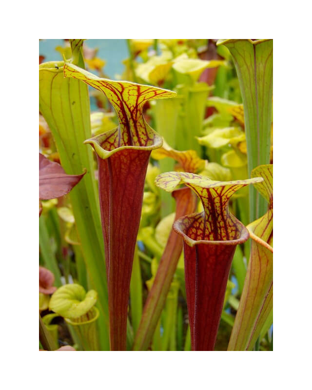 Sarracenia flava var. rubricorpora -- 'Claret'. Plant obtained directly from Marston Exotics by Ray Cole in 1987, (F25B)-var. rubricorpora