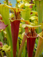 S. flava var. rubricorpora -- 'Claret'. Plant obtained directly from Marston Exotics by Ray Cole in 1987, (F25B)
