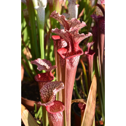 S.x 'Leelou's'-Hybrides Cédric Carnivore's