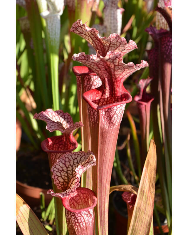 S.x 'Leelou's'-Hybrides Cédric Carnivore's