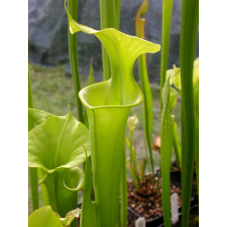 Sarracenia flava -- anthocyanin-free, near Shallotte, Brunswick Co., North Carolina-Miscellaneous