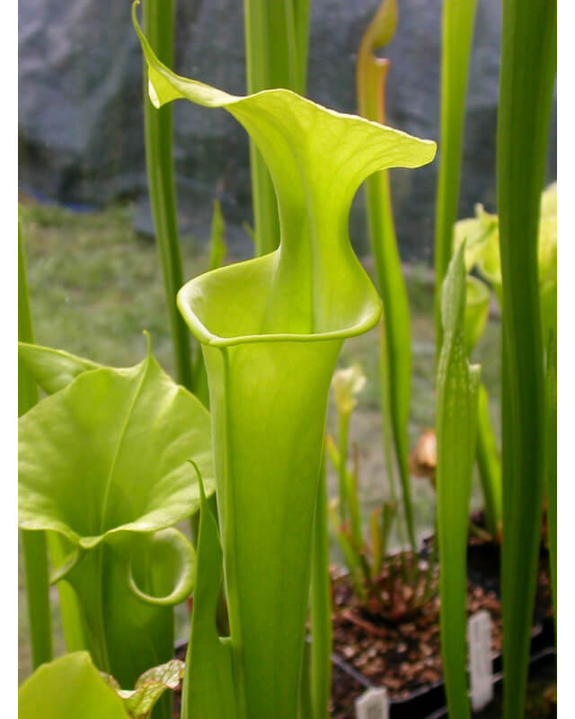Sarracenia flava -- anthocyanin-free, near Shallotte, Brunswick Co., North Carolina-Miscellaneous