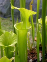 S.flava -- anthocyanin-free, near Shallotte, Brunswick Co., North Carolina