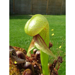 Darlingtonia californica-Darlingtonia