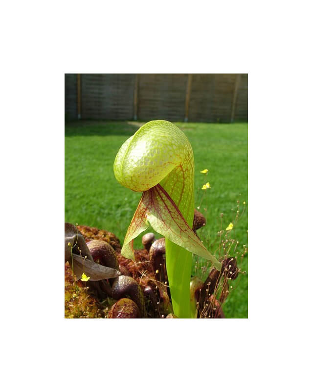 Darlingtonia californica-Darlingtonia