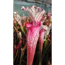 S. leucophylla -- Giant, pink lip-Sarracenia leucophylla