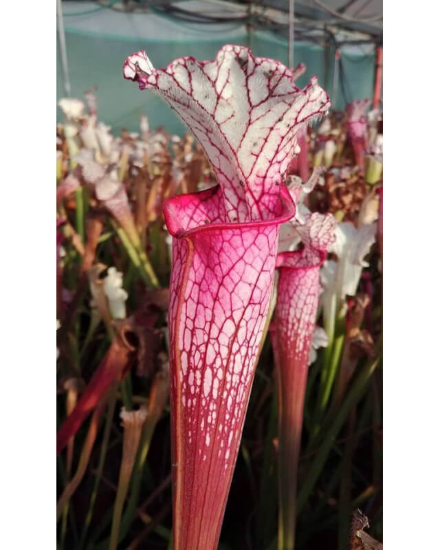 Sarracenia leucophylla -- Red/pink tube, Perdido, AL (PW)(L49b,MK)-Sarracenia leucophylla
