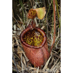Nepenthes Villosa-Nepenthes highland