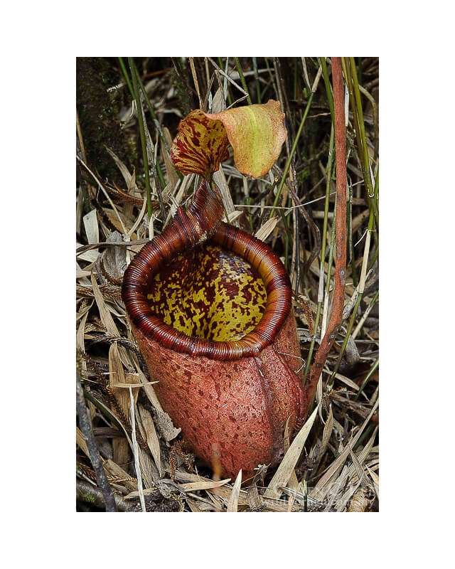 Nepenthes palawanensis-Nepenthes d'altitude