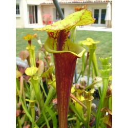 Sarracenia flava var. rubricorpora -- old german clone-var. rubricorpora
