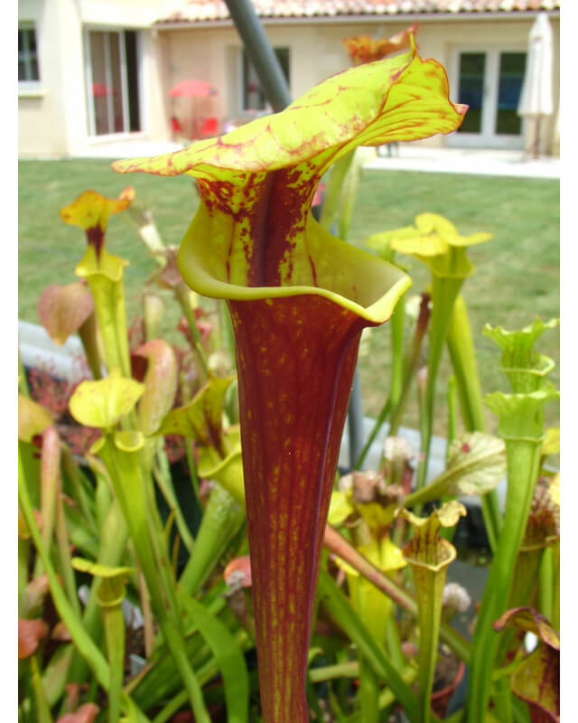 Sarracenia flava var. rubricorpora -- old german clone-var. rubricorpora
