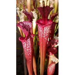Sarracenia x 'Evan's'-Hybrides Cédric Carnivore's